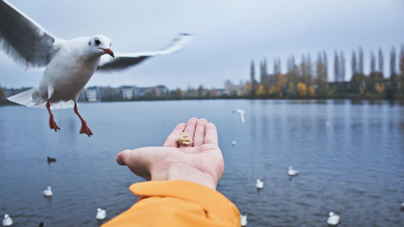 Feed birds