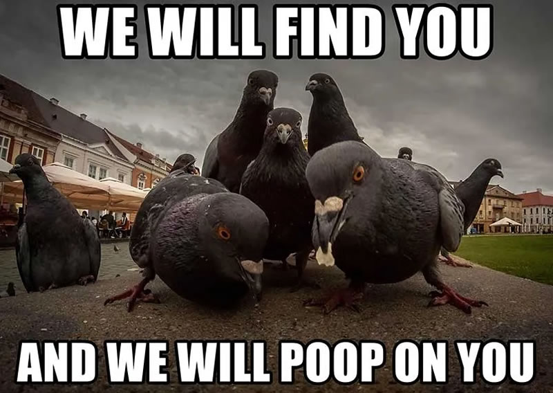 Birds want to poop on you