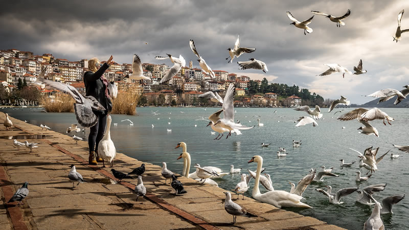 Birds by the sea