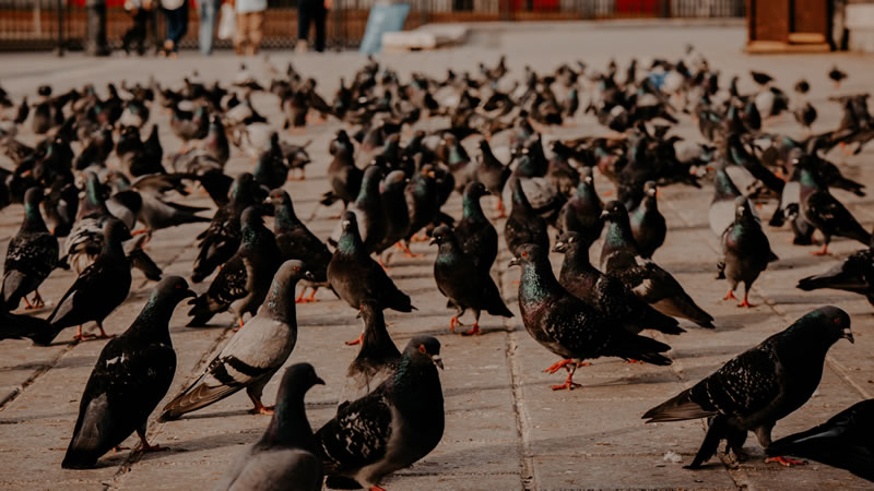 Birds in the square